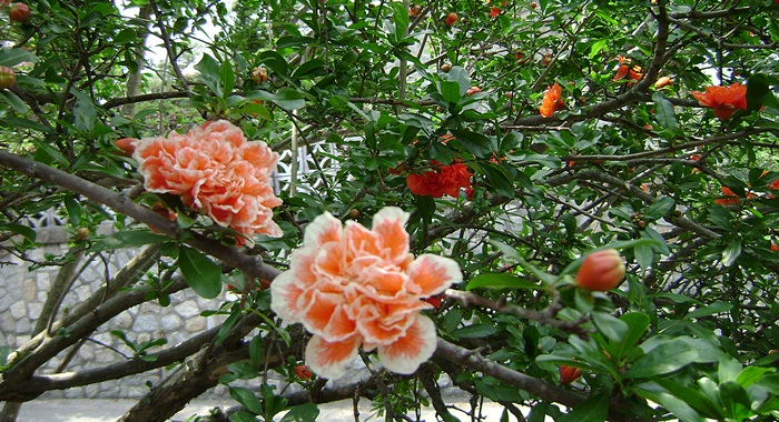 a-DSC04727.JPG