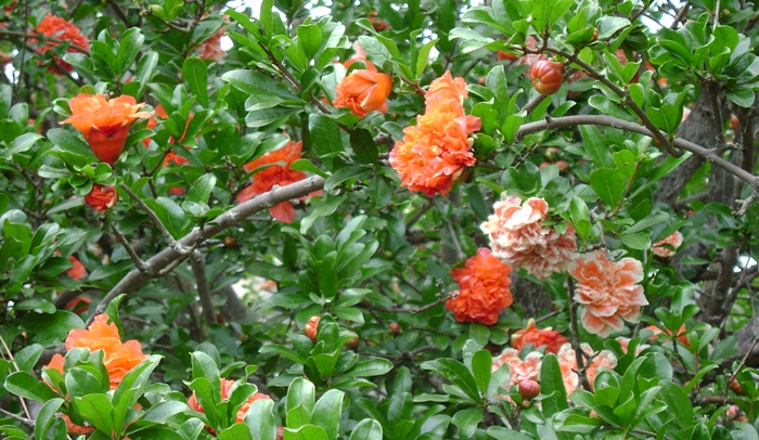 a-DSC04731.JPG