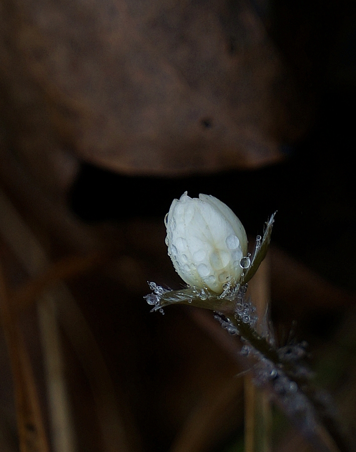 DSC06503-2.JPG