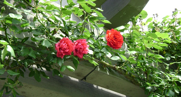 a-DSC03787.JPG