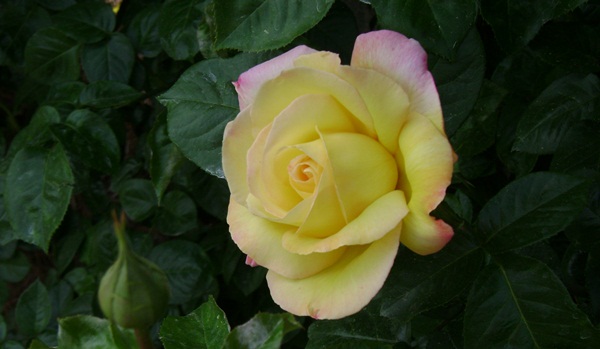 a-DSC03789.JPG