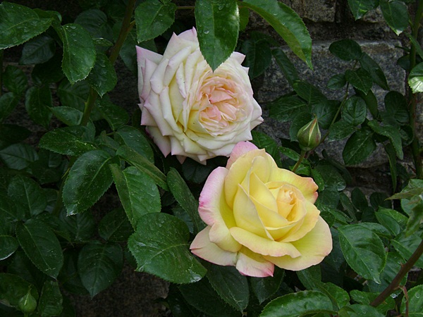a-DSC03791.JPG