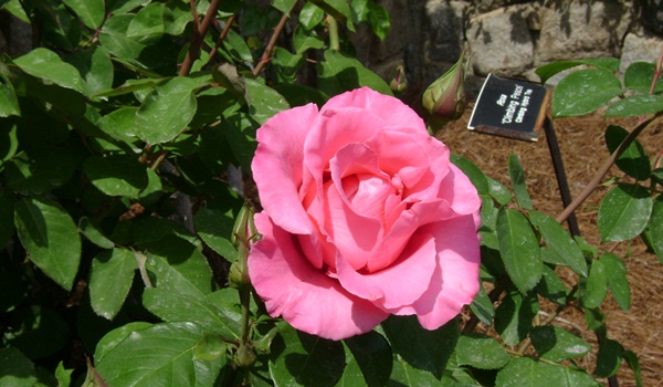 a-DSC03795.JPG