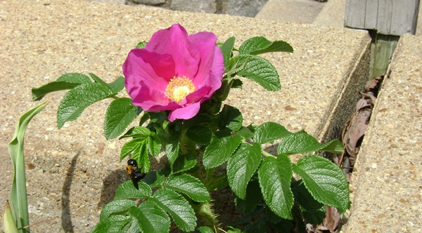 a-DSC03796.JPG