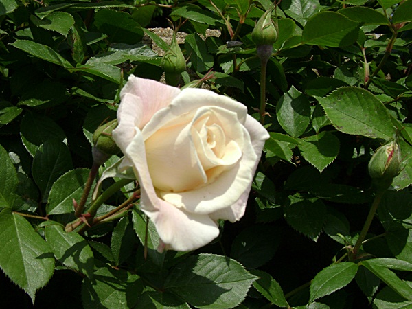 a-DSC03800.JPG