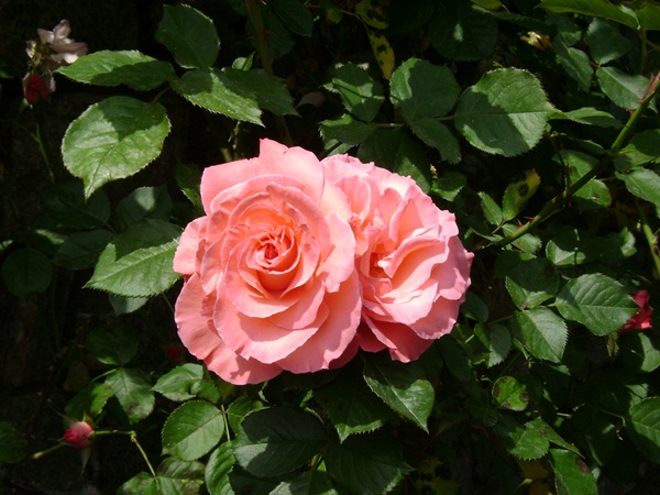 a-DSC03801.JPG
