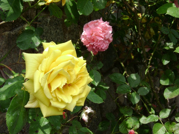 a-DSC03802.JPG