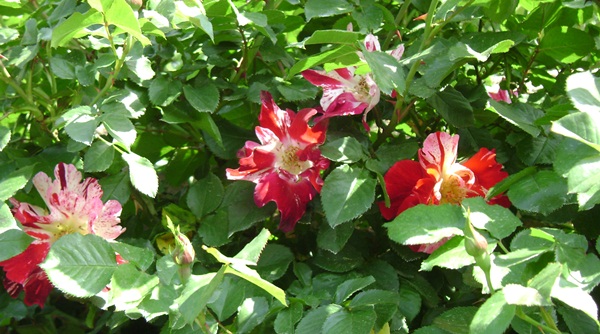a-DSC03805.JPG