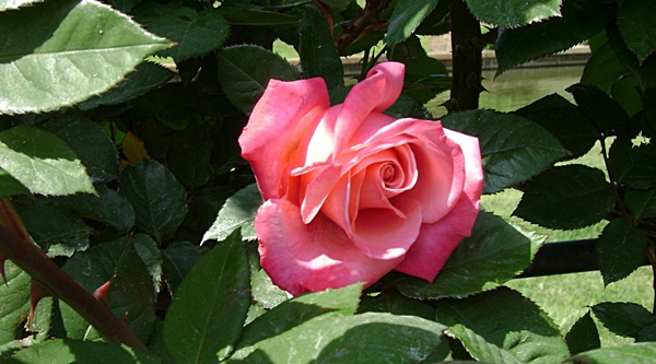 a-DSC03813.JPG