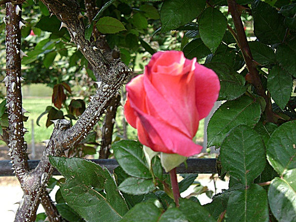 a-DSC03815.JPG