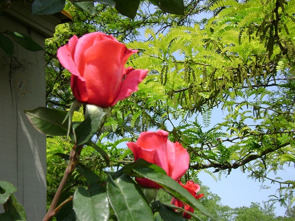a-DSC03816.JPG