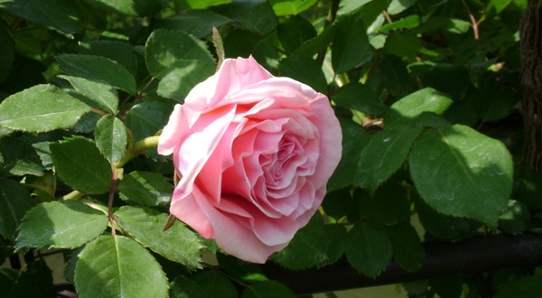 a-DSC03824.JPG