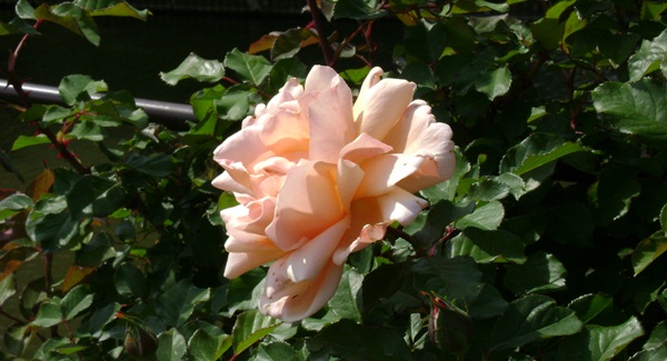 a-DSC03825.JPG