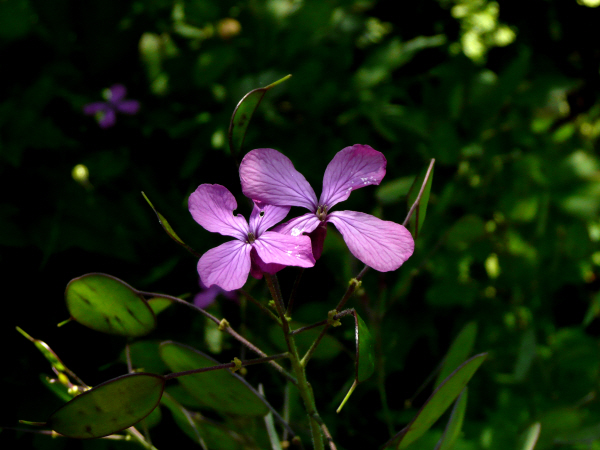 Lunaria annua 1.JPG