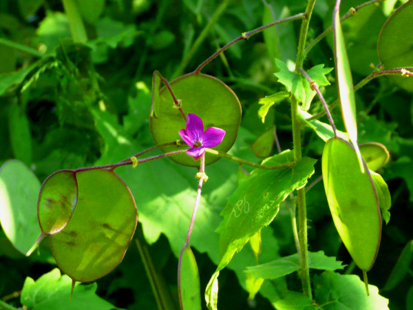 Lunaria annua 2.JPG