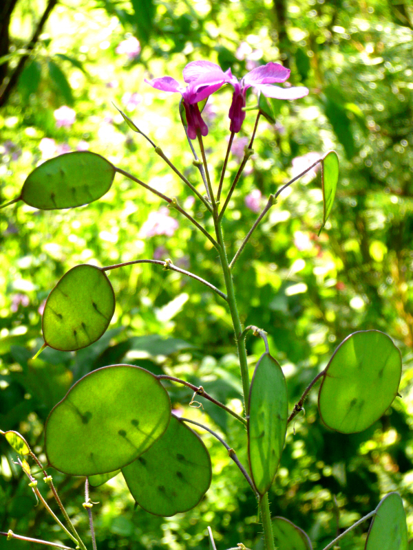 Lunaria annua 3.JPG