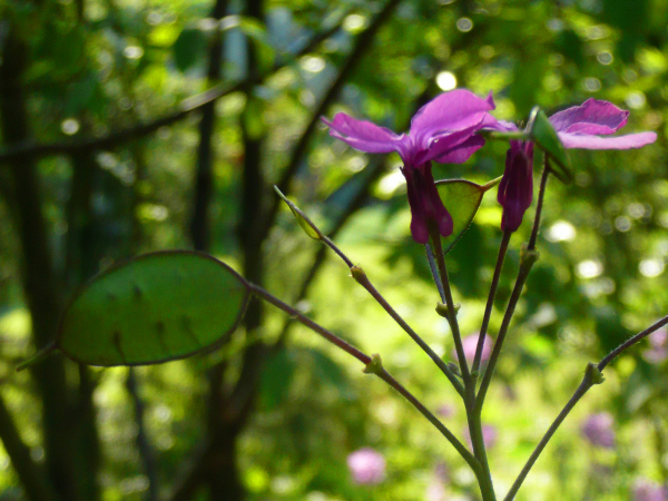 Lunaria annua 4.JPG