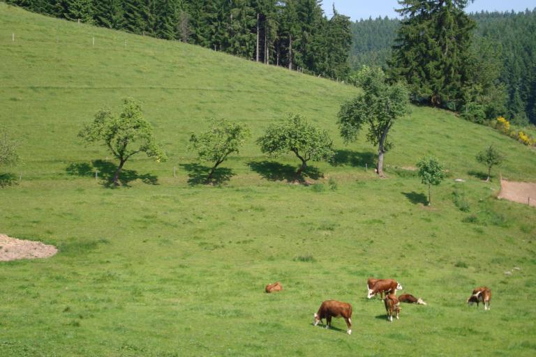 Juni 009_copy.jpg