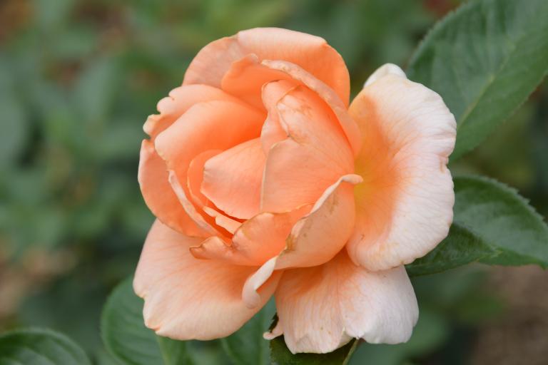 CSC_0362.JPG