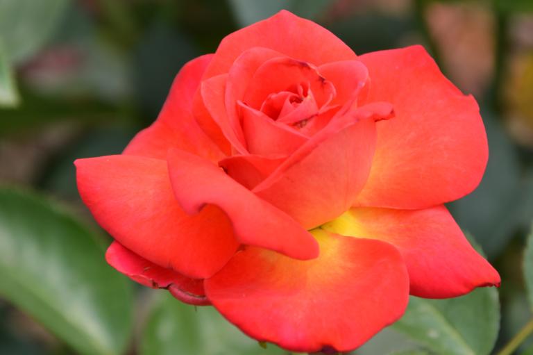 CSC_0364.JPG