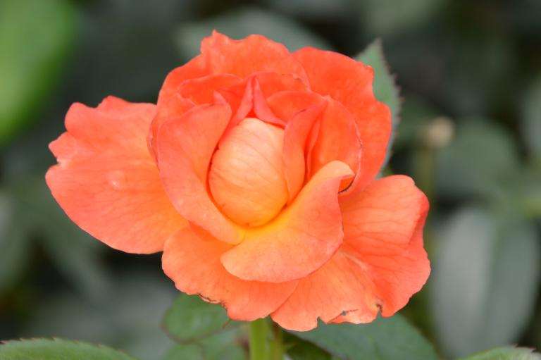 CSC_0386.JPG